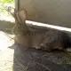 . Снимка на ПРОДАВАМ зайци Белгийски великан