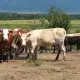 . Снимка на Продавам крави