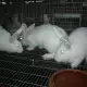 . Снимка на Продавам Новозеландски зайци за разплод