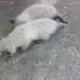 . Снимка на Чистокръвни сиамски котки