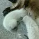 . Снимка на Чистокръвни сиамски котки