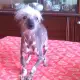 . Снимка на Китайско голо качулато куче