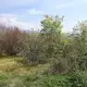 . Снимка на Панорамен парцел с плодни дръвчета в с. Джигурово