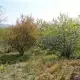 . Снимка на Панорамен парцел с плодни дръвчета в с. Джигурово