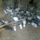 . Снимка на продавам гълъби