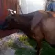 . Снимка на продавам крава отелена преди месец с 30 литра мляко