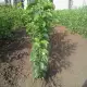 . Снимка на Овощен посадъчен материал, рози гол корен, туя