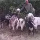 . Снимка на продавам стадо кози