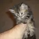 . Снимка на персиики малки котета