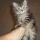 . Снимка на персиики малки котета
