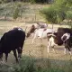 . Снимка на млечни крави и юници за продажба