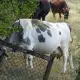 . Снимка на млечни крави и юници за продажба