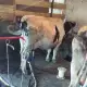 . Снимка на продавам 5 крави с млечни. - 1 200 лв