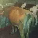 . Снимка на продавам 5 крави с млечни. - 1 200 лв