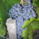 . Снимка на Продавам грозде сорт Мерло и Каберне реколта 2015