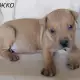 . Снимка на продавам уникални кученца Американски Питбул Териер АПБТ