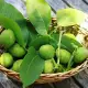 . Снимка на Домашно сладко от зелени орехчета при гуша грип