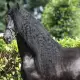 . Снимка на Изключителни осиновявания, красива Фризийски кон за осиновяв