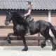 . Снимка на Изключителни осиновявания, красива Фризийски кон за осиновяв