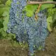 . Снимка на продавам грозде мерло село стамболово област хасково