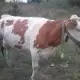 . Снимка на Продавам крави