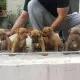 . Снимка на PIT BULL gangs