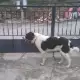 . Снимка на кученца порода Българско овчарско куче