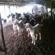 . Снимка на кози млади млечни