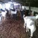 . Снимка на кози млади млечни