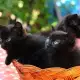 . Снимка на Продавам малки черни котенца със зелени очи