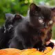 . Снимка на Продавам малки черни котенца със зелени очи