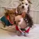 . Снимка на Дрехи за кучета - зимни якета