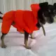 . Снимка на Дрехи за кучета - дъждобран