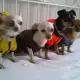 . Снимка на Дрехи за кучета - дъждобран