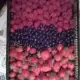 . Снимка на продава елитен разсад ягоди и малини
