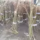 . Снимка на Продавам фиданки и коренови резници от Пауловния томентоса