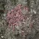 . Снимка на Биохумус - Биотор от червени калифорнийски червей