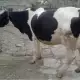. Снимка на продавам крави и телета