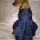 . Снимка на Дрехи за кучета - Дънкова рокличка за кучета