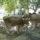 . Снимка на Продавам крави, юници и телета