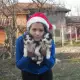 . Снимка на продавам малки кученца от породата сибирско хъски