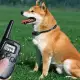 . Снимка на Електронен нашийник за дресура на кучета водоустойчив
