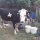 . Снимка на Продавам две крави и юница