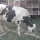. Снимка на Продавам две крави и юница
