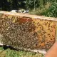 . Снимка на Пчелни полуизградени пластмасови основи
