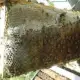 . Снимка на Пчелни полуизградени пластмасови основи