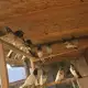 . Снимка на Продавам пакистански гълъби