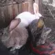 . Снимка на продавам гълаби и зайци