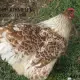 . Снимка на Продавам яйца за люпене и пилета от Елитен Виандот - Сплаш