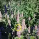 . Снимка на Лофант силно медоносно растение за пчели